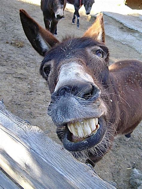 hilarious donkey pictures